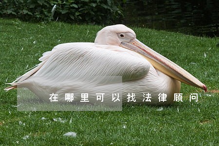 在哪里可以找法律顾问 在哪里可以找法律顾问