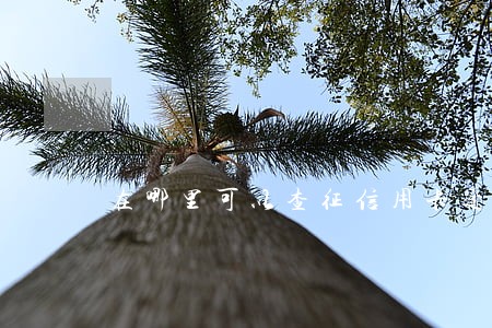 在哪里可以查征信用卡逾期 在哪里可以查征信用卡逾期