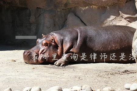 在哪里查询是律师还是法律工作者 在哪里查询是律师还是法律工作者