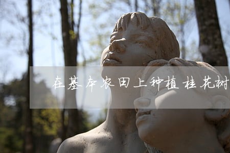 在基本农田上种植桂花树违法吗 在基本农田上种植桂花树违法吗