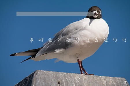 在对会计违法行为进行行政处罚时 在对会计违法行为进行行政处罚时