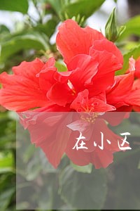 在小区开午托班违法么 在小区开午托班违法么