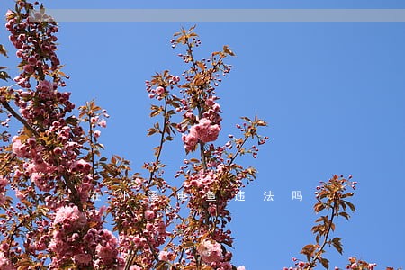 在小溪电鱼违法吗 在小溪电鱼违法吗