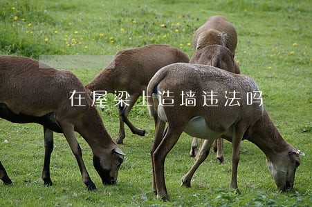 在屋梁上造墙违法吗 在屋梁上造墙违法吗