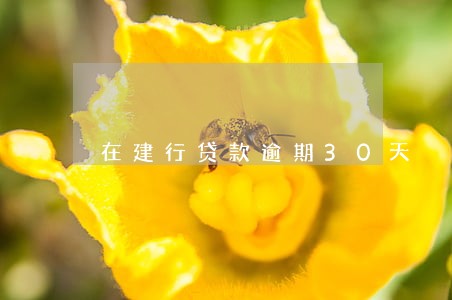 在建行贷款逾期30天 在建行贷款逾期30天