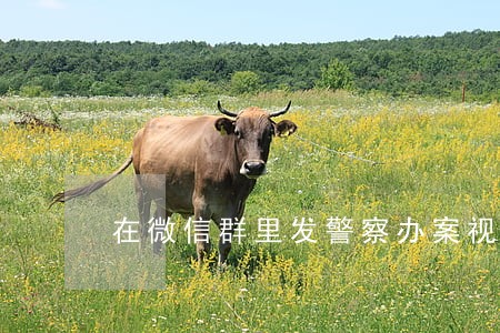 在微信群里发警察办案视频违法吗 在微信群里发警察办案视频违法吗