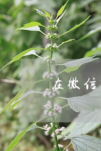 在微信群里语音放国歌违法吗 在微信群里语音放国歌违法吗