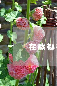 在成都刑事案件律师费用怎么算 在成都刑事案件律师费用怎么算