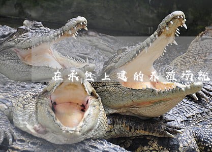 在承包上建的养殖场就是违法吗 在承包上建的养殖场就是违法吗