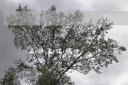 在拍卖过程中 在拍卖过程中
