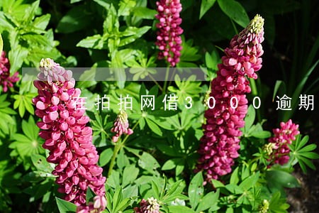在拍拍网借3000逾期3个月 在拍拍网借3000逾期3个月