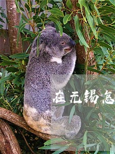在无锡怎么找离婚律师 在无锡怎么找离婚律师