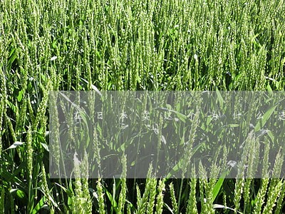 在日本卖这个为什么违法 在日本卖这个为什么违法