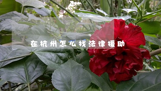 在杭州怎么找法律援助 在杭州怎么找法律援助