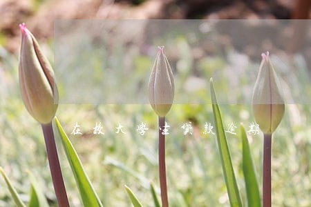 在校大学生贷款逾期