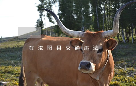 在汝阳县交通违法