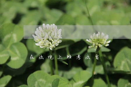 在法院上班考法旨