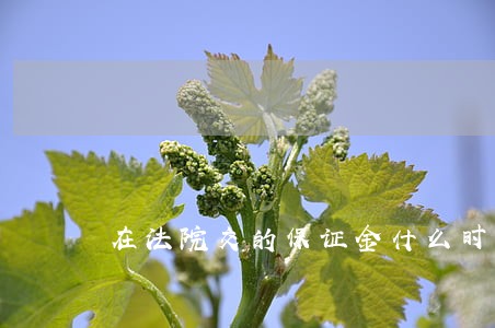 在法院交的保证金什么时候退 在法院交的保证金什么时候退