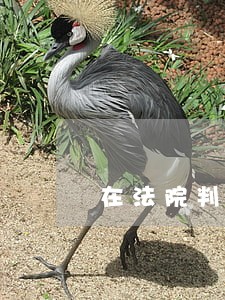 在法院判定房产唯一继承人后 在法院判定房产唯一继承人后