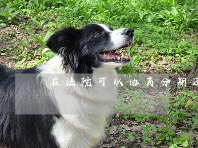 在法院可以协商分期还款吗 在法院可以协商分期还款吗