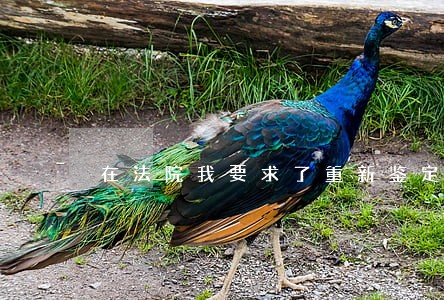 在法院我要求了重新鉴定 在法院我要求了重新鉴定