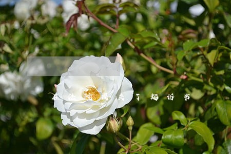 在法院提交了起诉书 在法院提交了起诉书