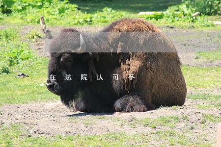 在法院认可不 在法院认可不