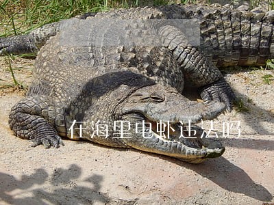 在海里电虾违法吗 在海里电虾违法吗