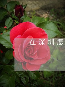 在深圳怎么找法律援助 在深圳怎么找法律援助