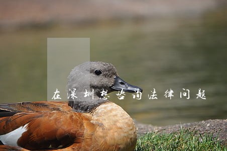 在深圳想咨询法律问题 在深圳想咨询法律问题