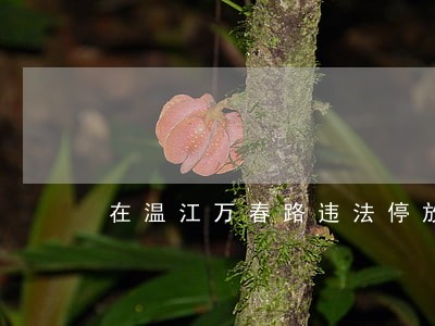 在温江万春路违法停放发多少钱