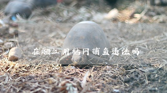 在湘江用粘网捕鱼违法吗 在湘江用粘网捕鱼违法吗