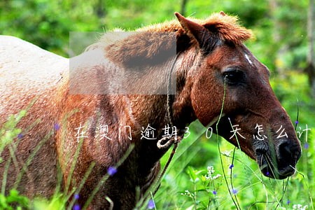 在澳门逾期30天怎么计算 在澳门逾期30天怎么计算