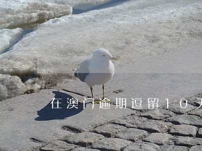 在澳门逾期逗留10天会怎么样 在澳门逾期逗留10天会怎么样