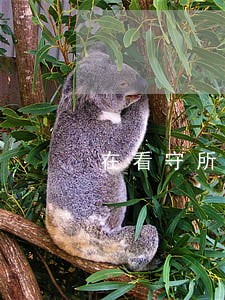 在看守所导致信用卡逾期