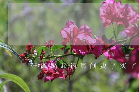 在离婚起诉其间妻子买了辆车 在离婚起诉其间妻子买了辆车