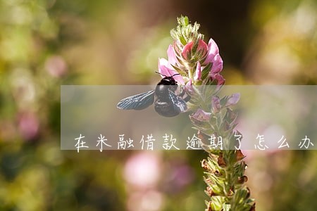 在米融借款逾期了怎么办
