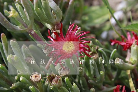 在线免费法律顾问网站 在线免费法律顾问网站