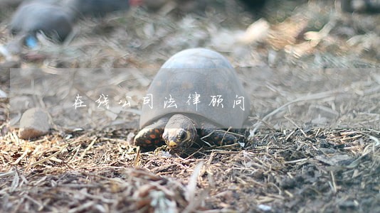 在线公司法律顾问 在线公司法律顾问