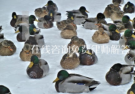 在线咨询免费律师解答