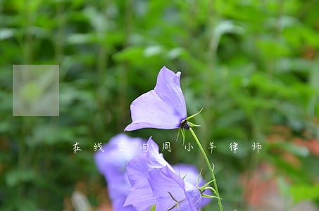 在线咨询周小羊律师