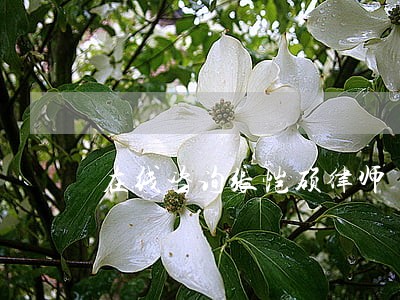 在线咨询张恺硕律师 在线咨询张恺硕律师