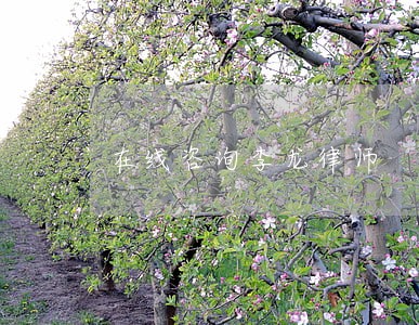 在线咨询李龙律师