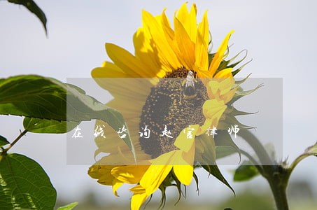 在线咨询赵官律师
