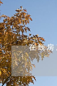 在线房产纠纷律师哪家好 在线房产纠纷律师哪家好