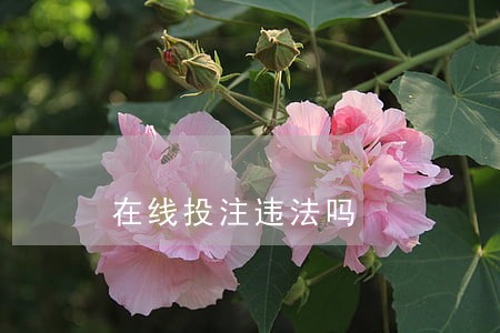 在线投注违法吗 在线投注违法吗