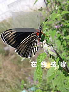 在线法律援助中心 在线法律援助中心