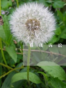 在线诉讼离婚 在线诉讼离婚