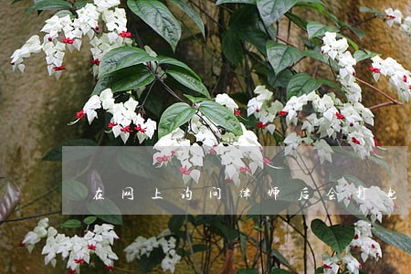 在网上询问律师后会打电话吗 在网上询问律师后会打电话吗