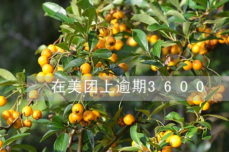在美团上逾期3600 在美团上逾期3600